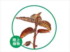 シストーチス・ステノグロッサ