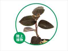 アネクトキルス・ロクスバーギー ブラウンウィズゴールデンライン