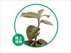 アネクトキルス・ロクスバーギー レオパード