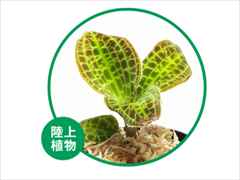 マコデス・サンデリアーナ