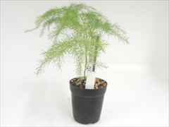 アスパラガス’ナナス’　