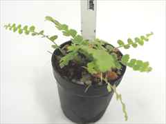 タマシダ　ダッフィー