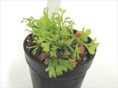 ダバリア フィジエンシス　