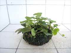 佗び草しずく No.1