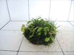 佗び草しずく No.2