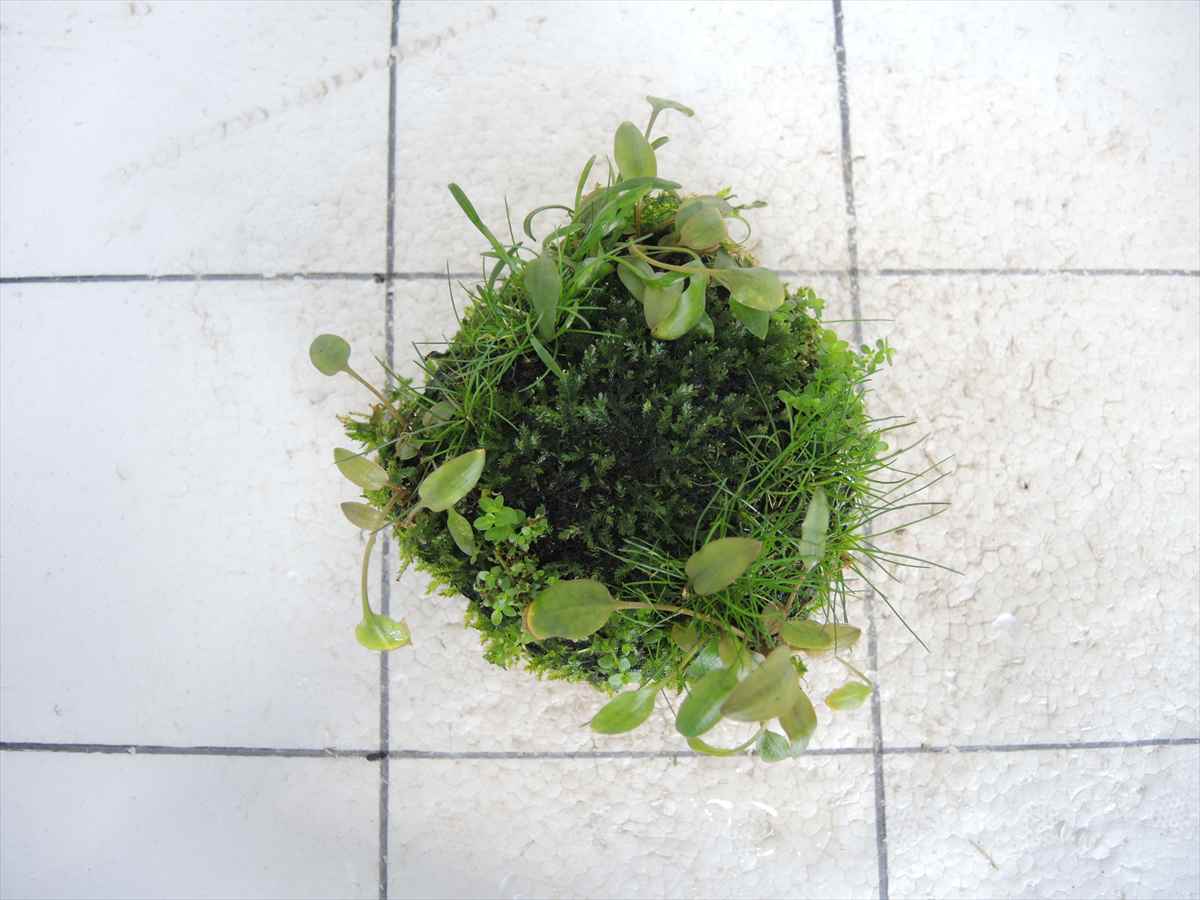 佗び草しずく No.2の写真3