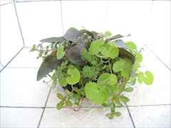 侘び草エキノMIX No.1