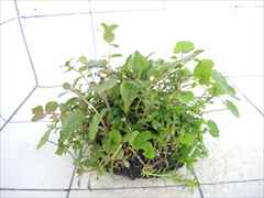 侘び草クリプトMIX No.1