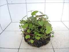 侘び草クリプトMIX No.2