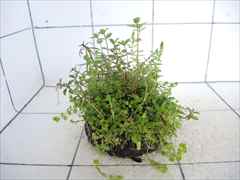 侘び草有茎草MIX No.1