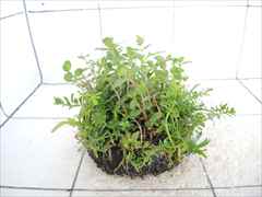 侘び草有茎草MIX No.2