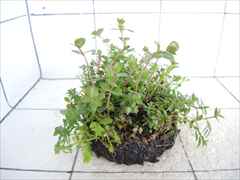 侘び草有茎草MIX No.4