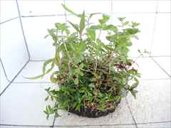 侘び草有茎草 (赤系) MIX No.1