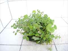 侘び草モスベース No.2