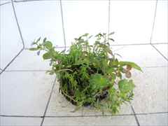 侘び草かれんNo.1