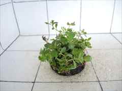 侘び草かれんNo.2