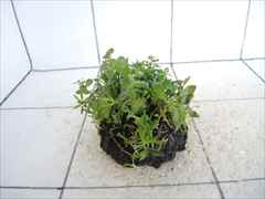 侘び草かれんNo.3