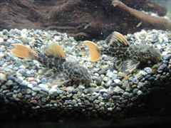 スーパーオレンジフィンレオパードトリムプレコ 