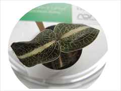 アネクトキルス リレイ 'ラウンドリーフ ミッドウェイ'