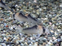 コリドラス デュプリカレウス