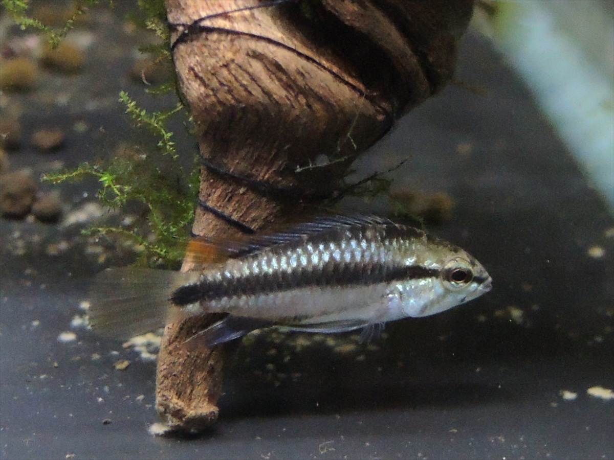 アピストグラマ・トリファスキアータ ペア