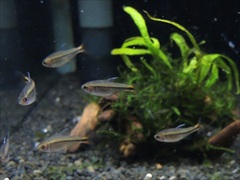 ハイフェソブリコン ミルメックス