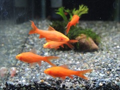 アルビノチェリーバルブ ロングフィン