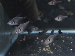 ブラックファントムテトラ 5匹セット