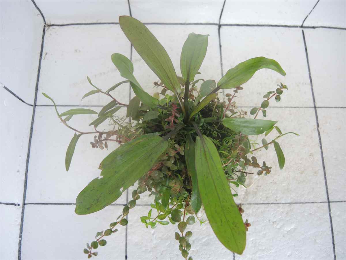 侘び草エキノMIX No.2の写真3