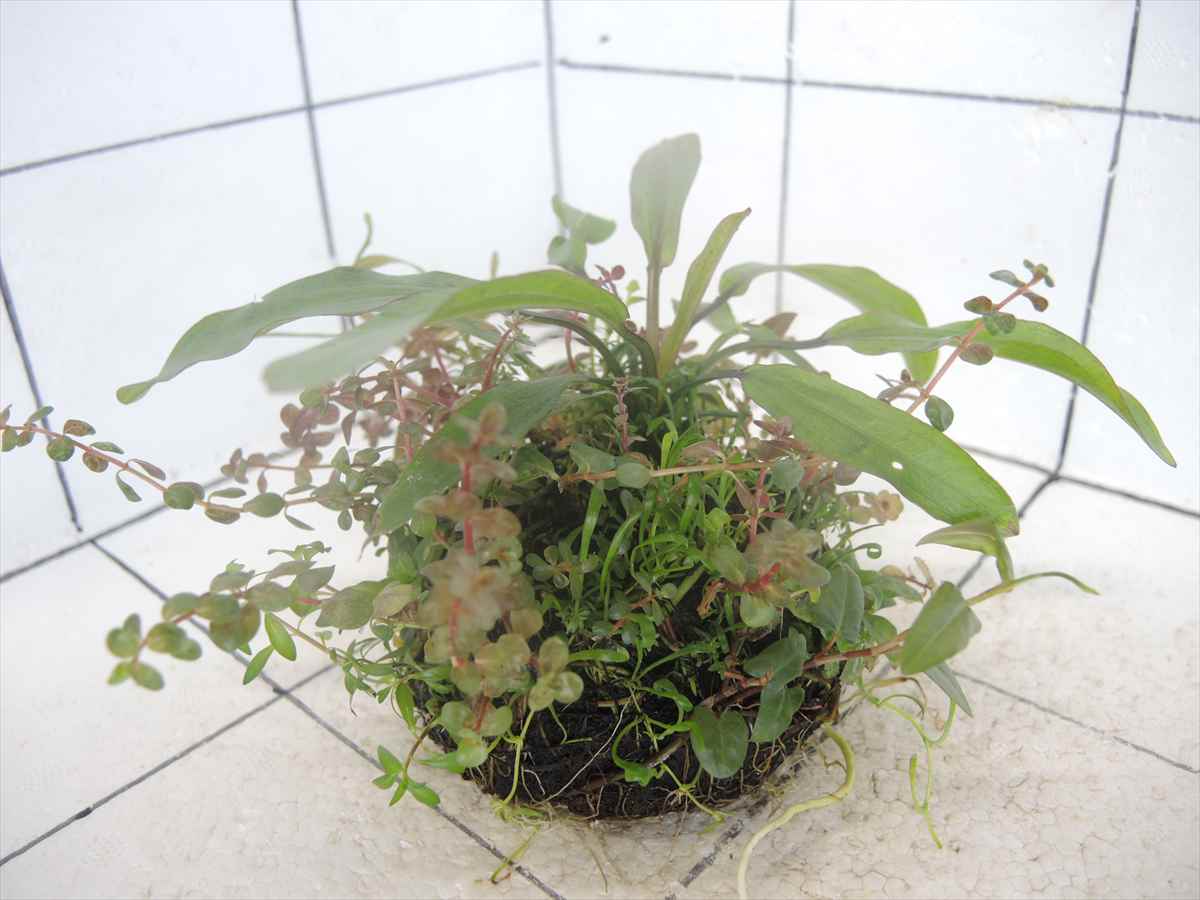 侘び草エキノMIX No.2の写真4