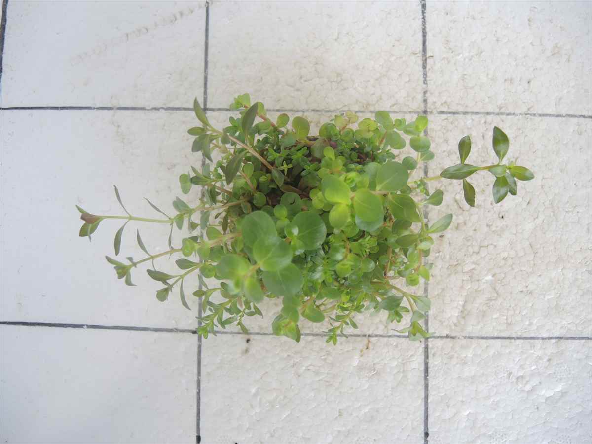 侘び草かれんNo.2の写真3