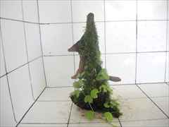 アマゾンチドメグサ+モス付流木02