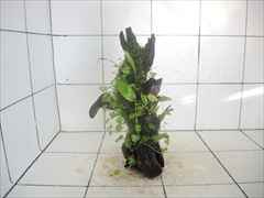 アヌビアス+ミクロソリウム+モス付流木04