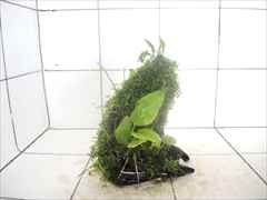 ラゲナンドラ+ミクロソリウム+モス付流木05