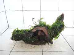 ボルビティス+アヌビアス+モス付流木07