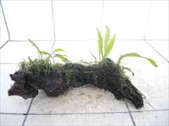 ミクロソリウム+ボルビティス+モス付流木13