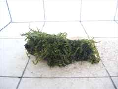 アヌビアス+モス付流木14