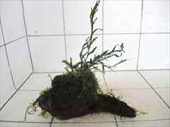 ボルビティス+モス付流木17