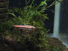 アークレッドペンシルフィッシュ