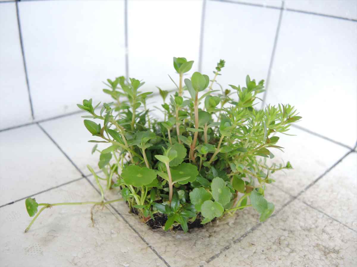 侘び草かれんNo.1の写真4