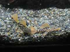 スーパーオレンジフィンレオパードトリムプレコ 