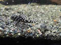 キングロイヤルペコルティア 