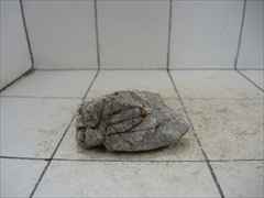 ライケンストーンn115