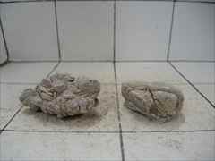 ライケンストーン 2個セット n116