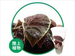 ベゴニア・ダースベイデリアーナ