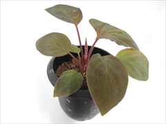 ホマロメナ・フミリス レッド