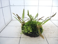 佗び草しずく No.1