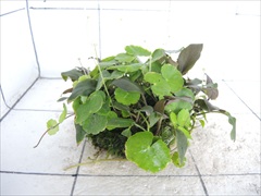 佗び草しずく No.3