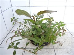 侘び草エキノMIX No.3