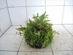 侘び草クリプトMIX No.2